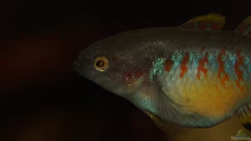 Aquarium Hauptansicht von Rooty & Calulous