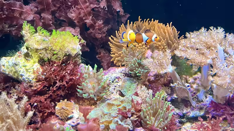 Aquarium Hauptansicht von Rotes Riff von Gregorsimsel (1)