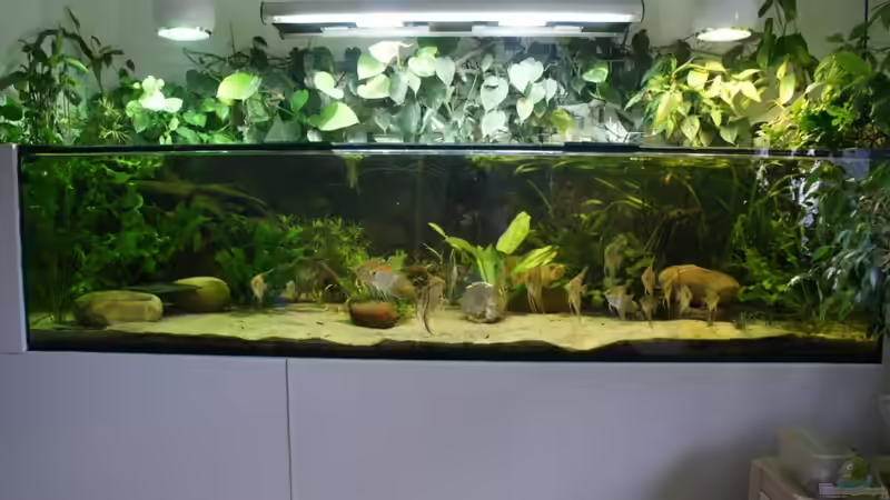 Aquarium Hauptansicht von Rotrückenparadies -) von Hightower208 (1)