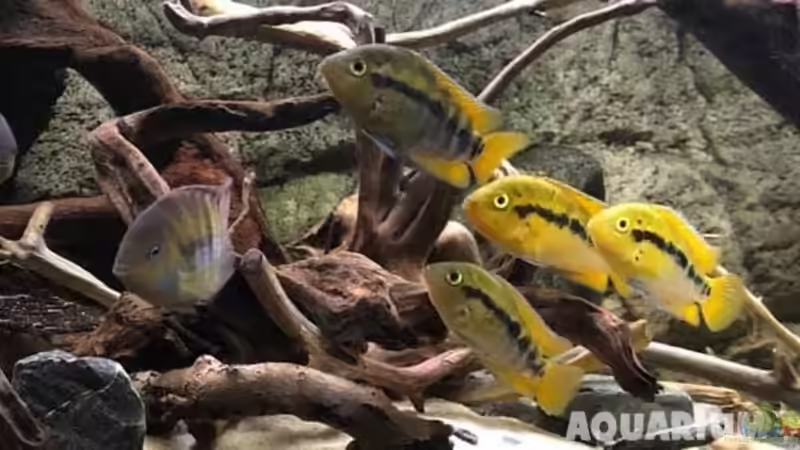 Aquarium Hauptansicht von Rubens&#039; Mittelamerika - 575 Liter von Rubens (1)