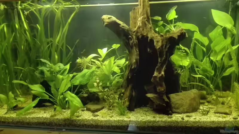 Aquarium Hauptansicht von Rückkehr nach Südamerika von Boreas (1)