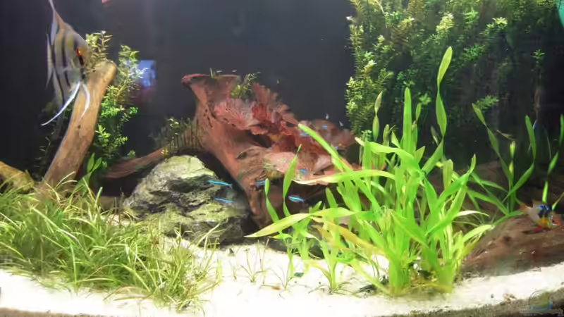 Aquarium Hauptansicht von Rückkehr von Plata