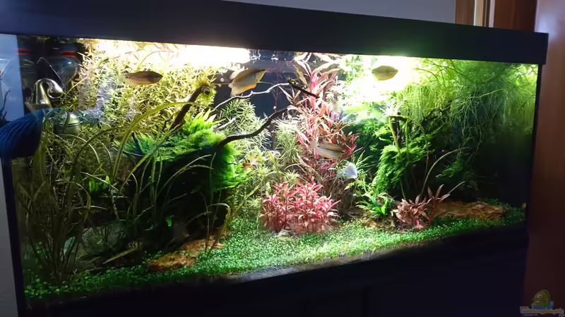 Aquarium Hauptansicht von Ruheoase mit Lichtung von Wasserwelten (1)