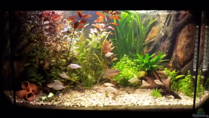 Aquarium Hauptansicht von Rustikale Eckgestaltung...nur noch Beispiel