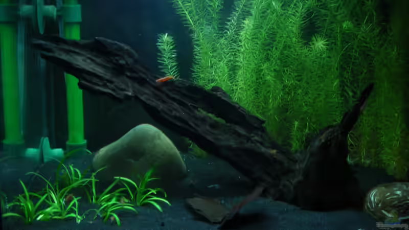 Aquarium Hauptansicht von Sakura&#039;s World von cichlid15 (1)