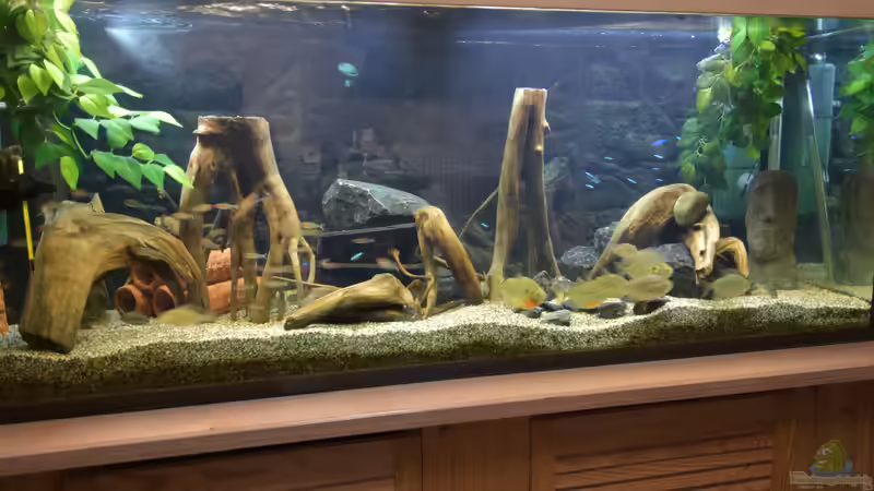 Aquarium Hauptansicht von Salmler-Connection von Vito99 (1)