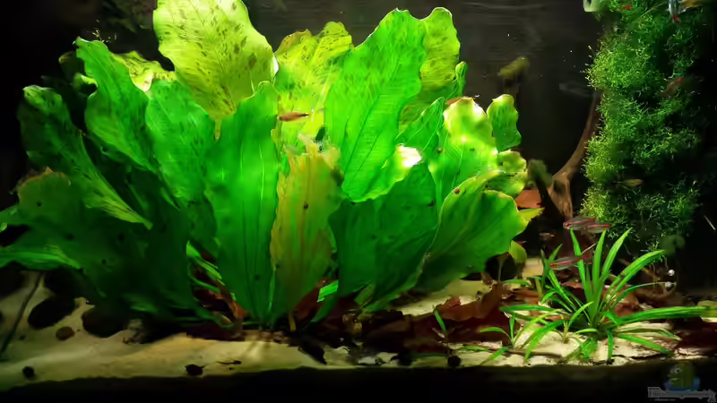 Aquarium Hauptansicht von Salmler-Suppe (Okt.2015 abegaut) von Markus J. (1)