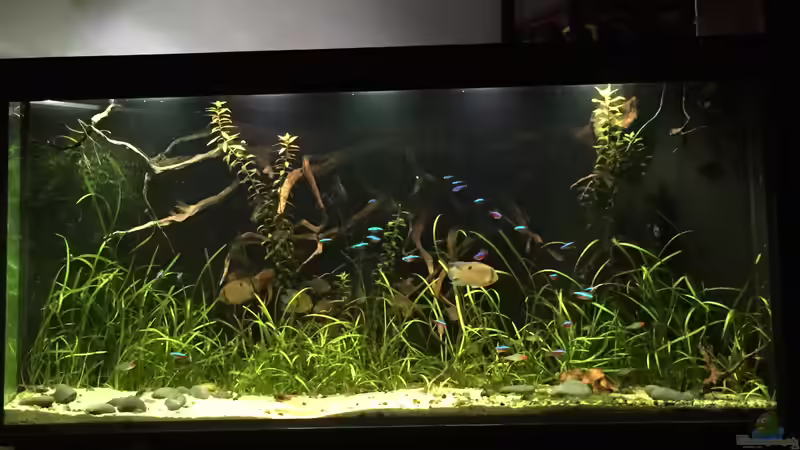 Aquarium Hauptansicht von Salmlerdelta (aufgelöst) von Gregorsimsel (1)