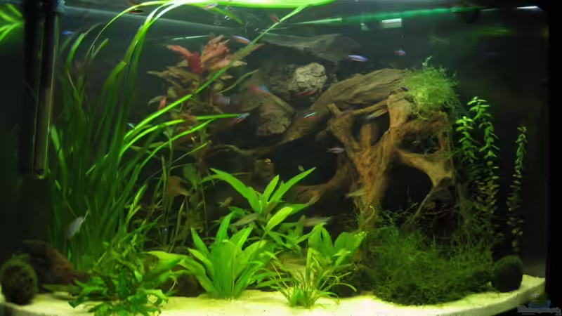 Aquarium Hauptansicht von Salmlerhabiat von Kriki (1)