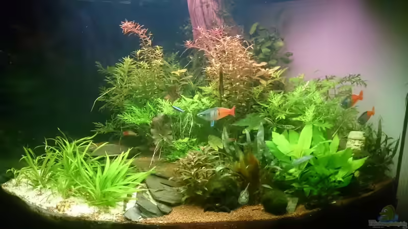 Aquarium Hauptansicht von Samarai von Fabian Schmette (1)