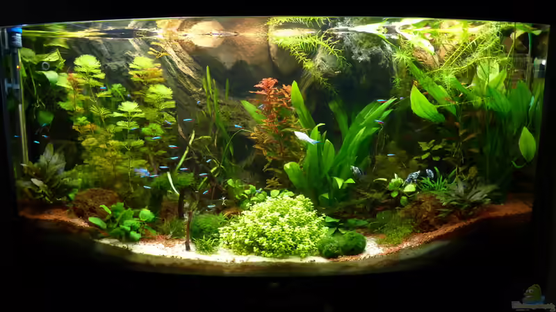 Aquarium Hauptansicht von S&amp;N 3 Vision 260 Liter Südamerika Becken von Stefan Runke (1)