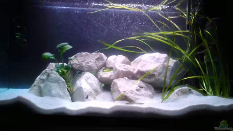 Aquarium Hauptansicht von Sarah`s Caudos - Nur noch als Beispiel von Julien Preuß (1)