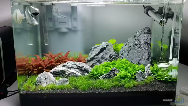 Aquarium Hauptansicht von Scaper&#039;s tank von Kai-Uwe M (1)