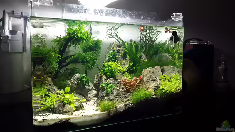 Aquarium Hauptansicht von Scapers Tank von Roborow (1)