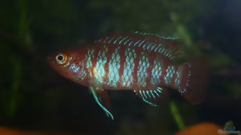 Aquarium Hauptansicht von Scarlet`s Home (aufgelöst) von Rootsman (1)