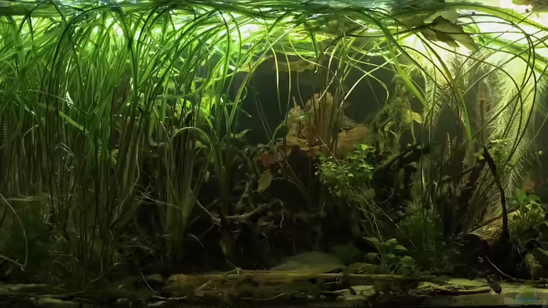 Aquarium Hauptansicht von Schlaftraum von NaMo (1)