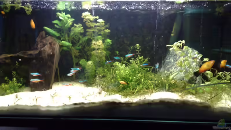 Aquarium Hauptansicht von Schlafzimmer