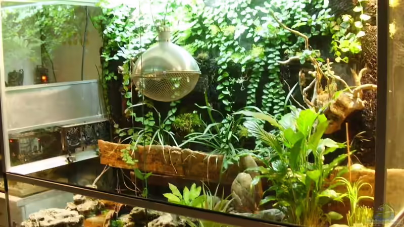 Aquarium Hauptansicht von Schlammspringer-Paludarium von Kulleraugen-Fan (1)