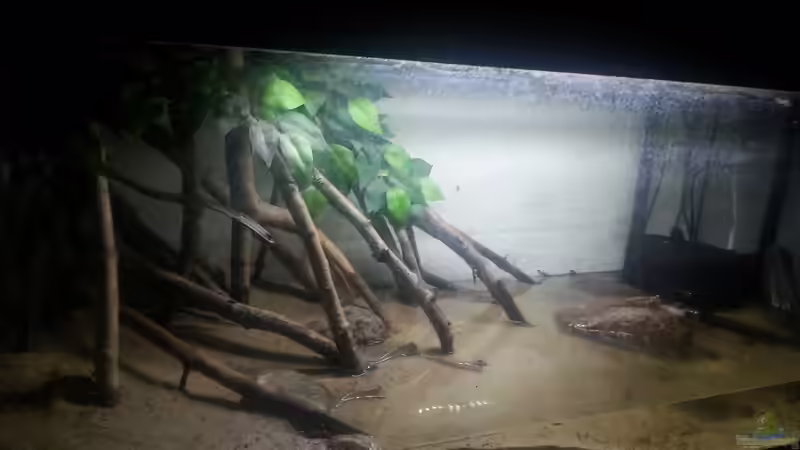 Aquarium Hauptansicht von Schlammspringer Pfütze(Aufgelöst) von Der Fischer (1)