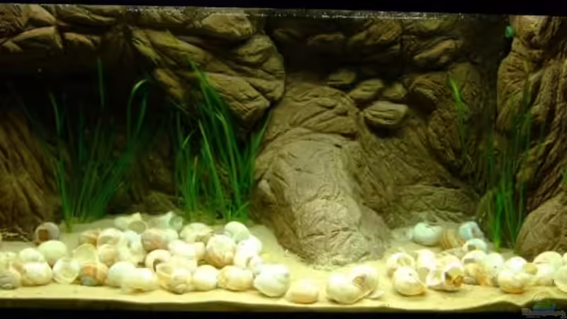 Aquarium Hauptansicht von Schneckenbuntbarschbecken von Alex Stark (1)