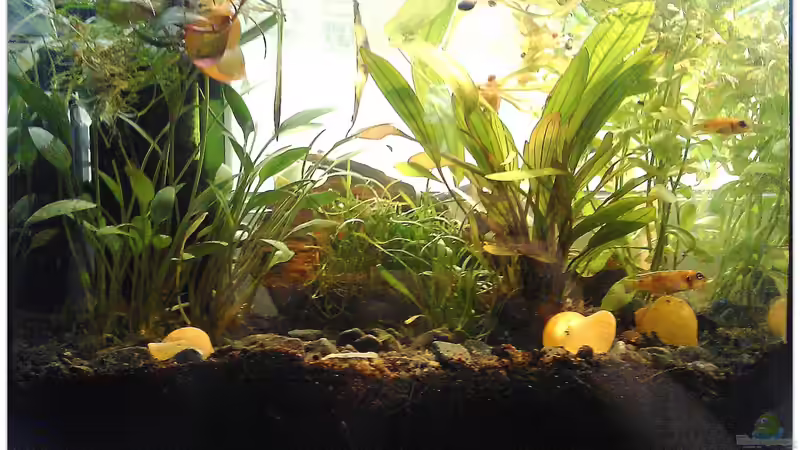 Aquarium Hauptansicht von Schneckenbuntbarsche Zuchtbecken