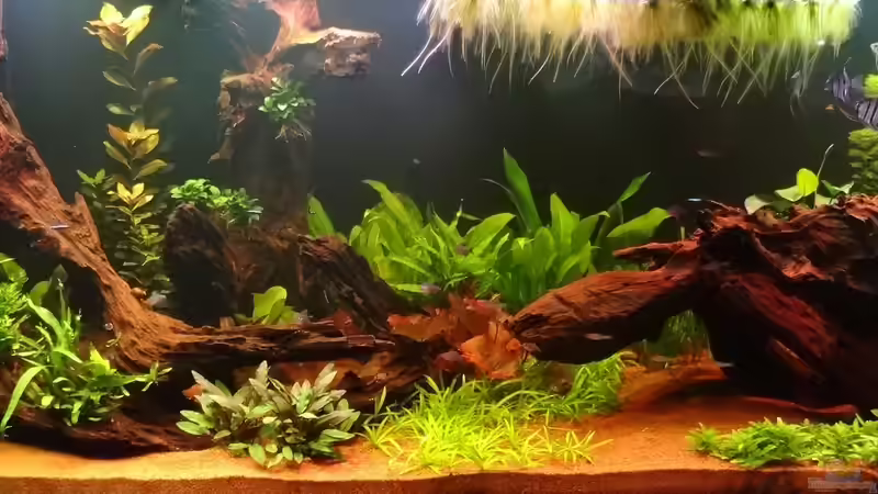 Aquarium Hauptansicht von Schöne Aussicht im Wohnzimmer statt Urlaub von Memo (1)