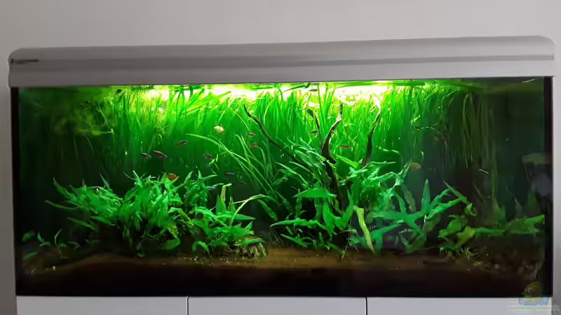 Aquarium Hauptansicht von Schorschis Dickicht von Schorschi (1)