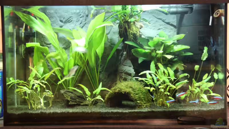 Aquarium Hauptansicht von Schreibtischdschungel von Domenico W. (1)