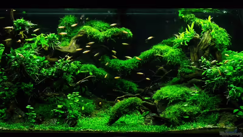 Aquarium Hauptansicht von Schulaquarium von Fredo Fuss (1)