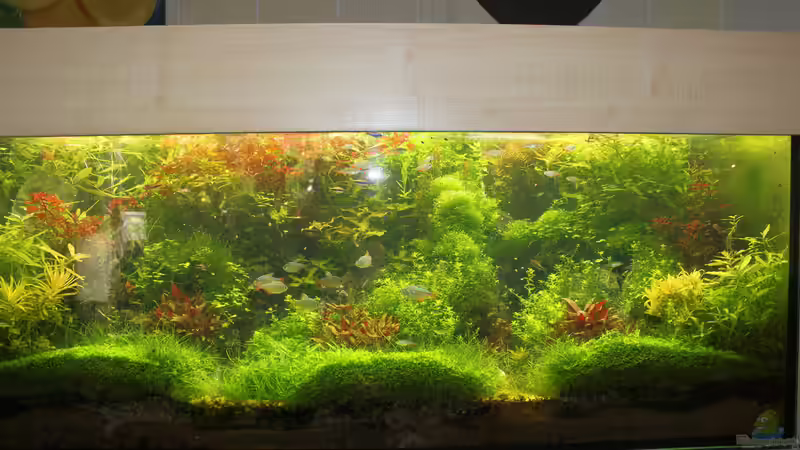 Aquarium Hauptansicht von schwäbische Alb von rorchi (1)