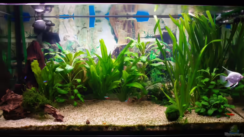 Aquarium Hauptansicht von Schwimmraum