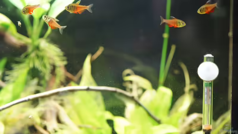 Aquarium Hauptansicht von Seeks Attention