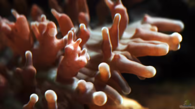 Aquarium Hauptansicht von Seewasser von Cichlid Power (1)