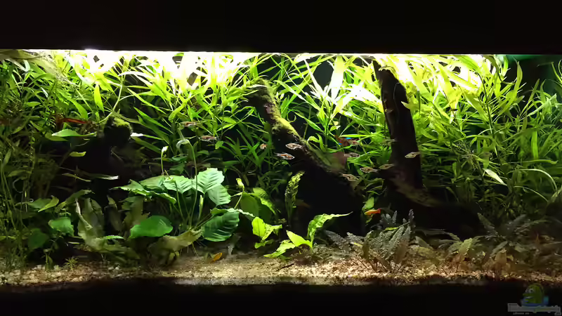 Aquarium Hauptansicht von Sehr stabiles Gesellschaftsbecken von Andreas Eberhardt (1)