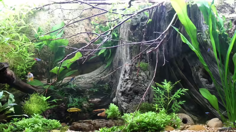 Aquarium Hauptansicht von SEPULTURA von Intershrimpview (1)