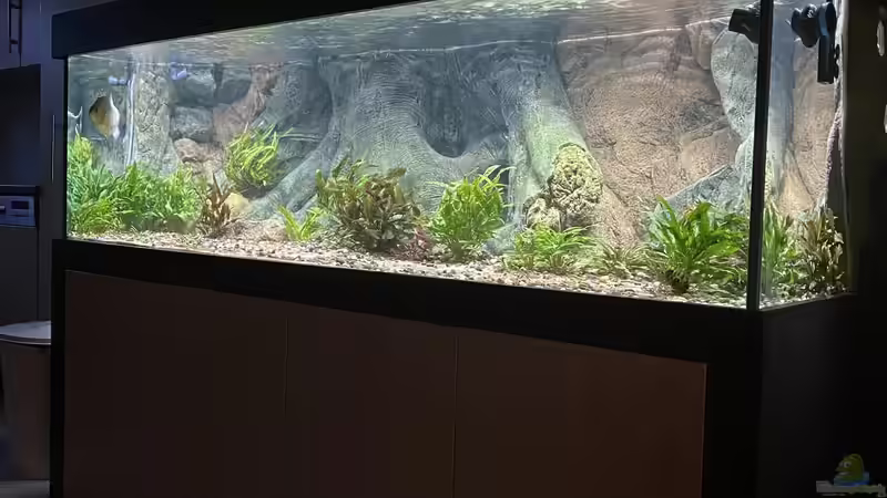 Aquarium Hauptansicht von Serrasalmus Immaculatus von Basti84 (1)