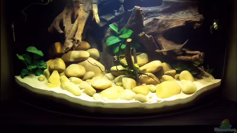 Aquarium Hauptansicht von Sewellia Artenbecken