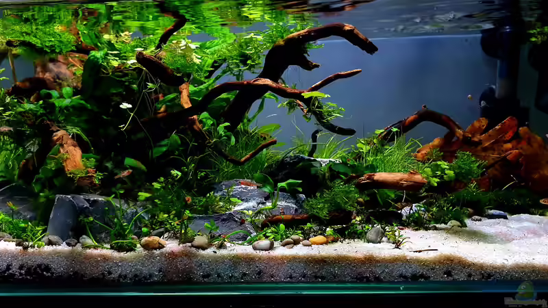 Aquarium Hauptansicht von Shallow Tributary von Romano E (1)