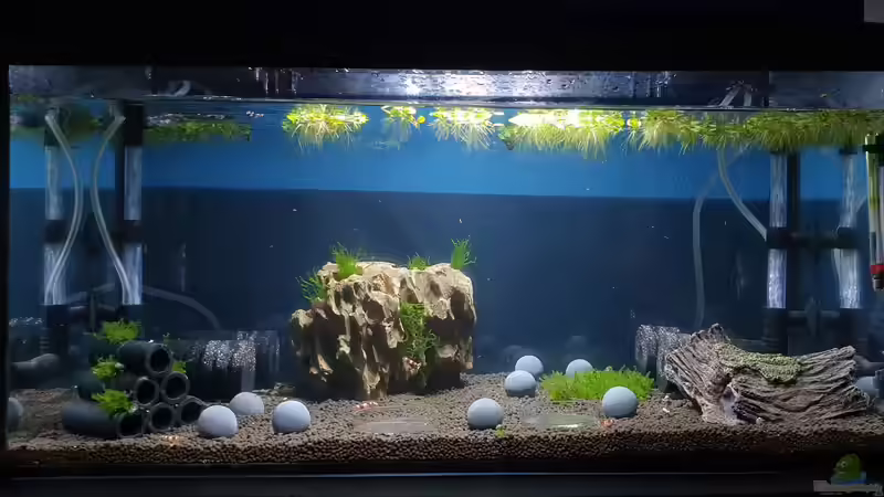 Aquarium Hauptansicht von Simple Caridina von Marc Scheiring (1)