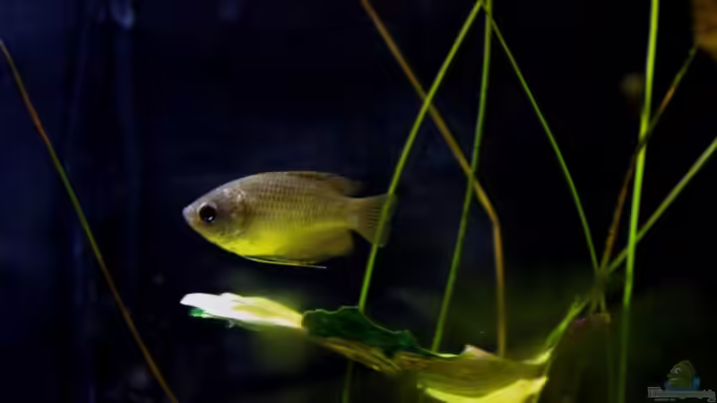 Aquarium Hauptansicht von simple von lomarraco (1)