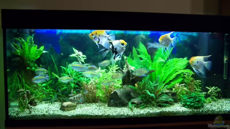 Aquarium Hauptansicht von Skalar von Dani7 (1)