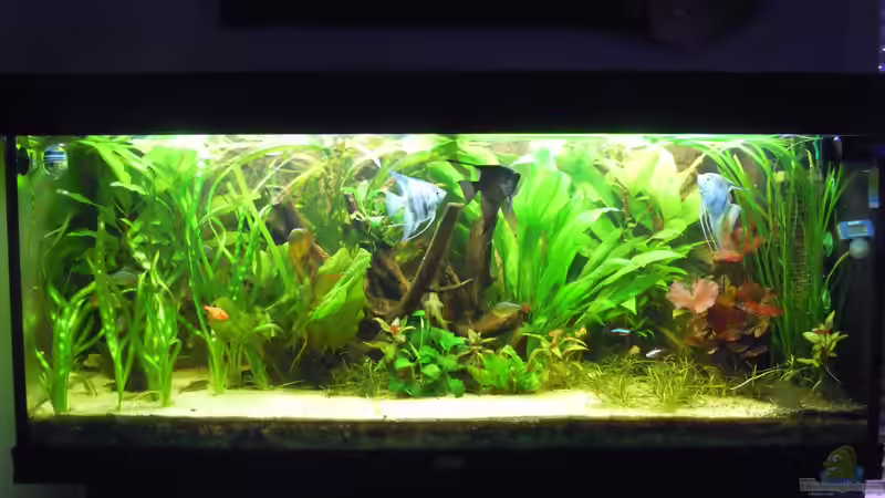 Aquarium Hauptansicht von Skalarbecken