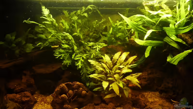 Aquarium Hauptansicht von Small creek