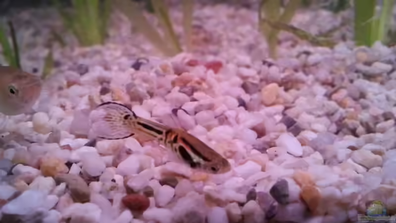 Aquarium Hauptansicht von Snake skin Endler Aquarium von Lukas Szewczyk (1)