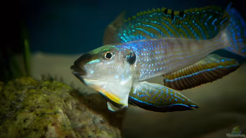 Aquarium Hauptansicht von Sonnenbank