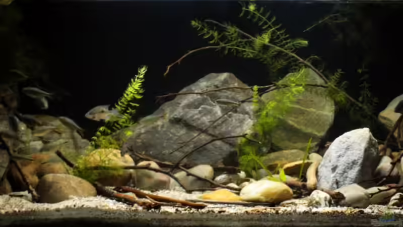 Aquarium Hauptansicht von Sopa De Pescado von Julien Preuß (1)