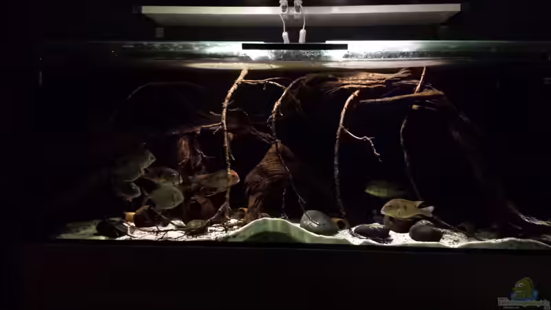 Aquarium Hauptansicht von Southamerican wood von NRW (1)