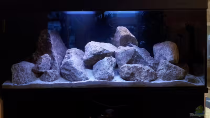 Aquarium Hauptansicht von Steffen`s Mbunas von Steffen Klein (1)