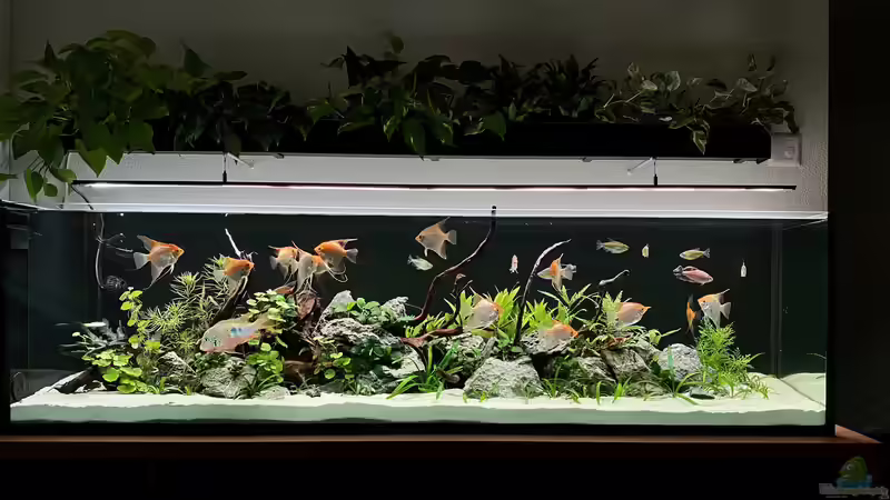 Aquarium Hauptansicht von Steinwurzel