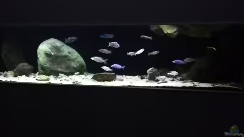 Aquarium Hauptansicht von Stevens MalawiTank von Steven G (1)